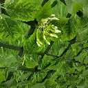 Enredadera Cerco Artificial Celosía Extensible Plegable 2mts 