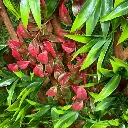 Cerco Madera Extensible Hojas Artificial Plegable Jardin 2 M 